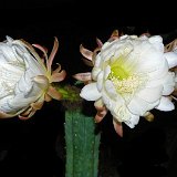 Trichocereus pachanoi JL  (Only two plants are available per size- Deux plantes sont disponibles par taille)